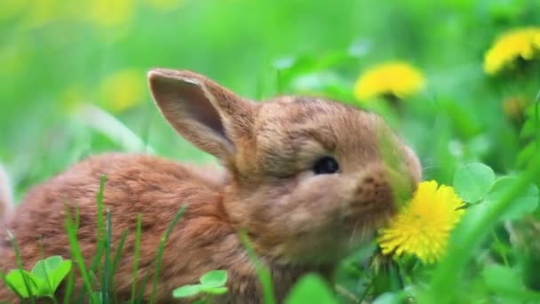 赤いウサギは草の中でタンポポを食べる — ストック動画