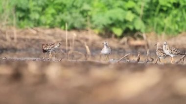 sandpipers güneşli bir günde sığ sularda durmak