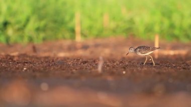 güneşin ilk ışınları nda kum kuşu bataklık geçer
