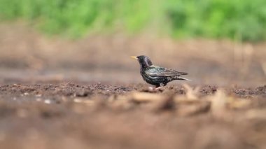 güneşli bir günde yerde böcek arayan sığırcık