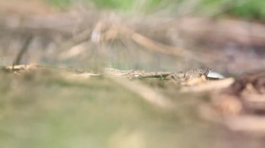 Temminck'in görevi bataklıkta yiyecek arıyor.