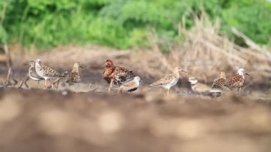 sandpipers bir uçuş yavaş hareket sonra güneşte güneşlenmek