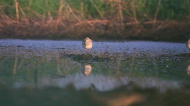 iki waders suda yansıması ile sabah bataklık standı