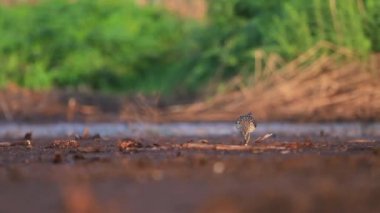 Güneşin ilk ışıklarındaki çulluk bataklıktan geçer.
