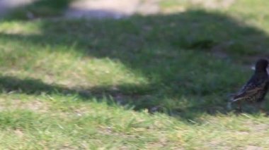 sığırcık yerde çalışır ve yuva için malzeme toplar