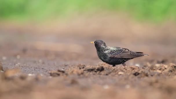 Starling Eating Insects Pulling Them Out Ground — Stock Video