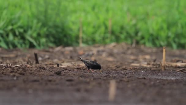 Burung Jalak Mencari Makanan Tanah Yang Basah — Stok Video