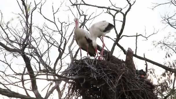 Störche Reparieren Ein Vom Wind Zerstörtes Nest — Stockvideo