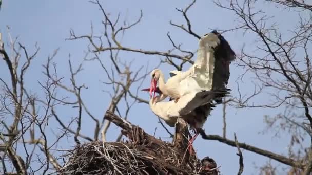 コウノトリは巣の上で交尾する — ストック動画