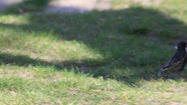 étourneau court sur le sol et recueille des matériaux pour le nid 