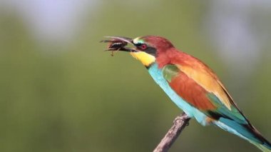 arı yiyici bir cockchafer yemeye çalışıyor