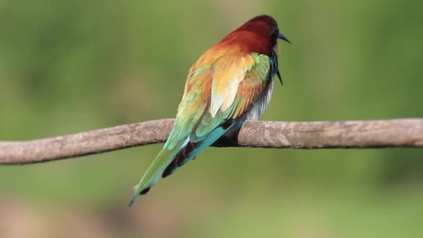 Bee Eater Spits Beast Stretches Its Wings Flies Away — Stock Video