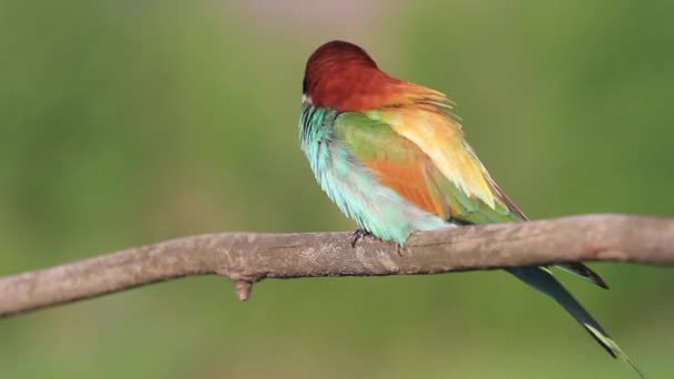 Colorful Bee Eater Sits Branch Flies Away — Stock Video