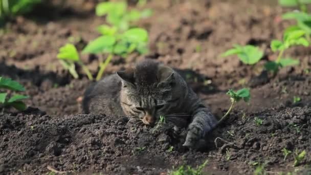 Кошка Играет Пойманной Мышью — стоковое видео