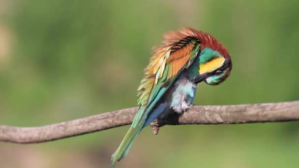 Kolorowy Ptak Czyści Swoje Piękne Pióra — Wideo stockowe