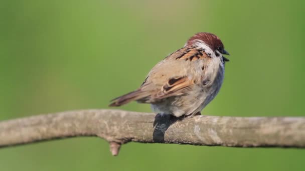 Sparrow Faz Aquecimento Asa Sentado Ramo — Vídeo de Stock