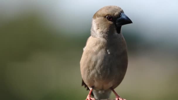 Chardonneret assis sur une branche — Video