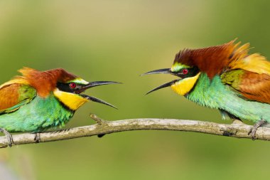 güzel vahşi renkli kuşlar birbirlerine çığlık