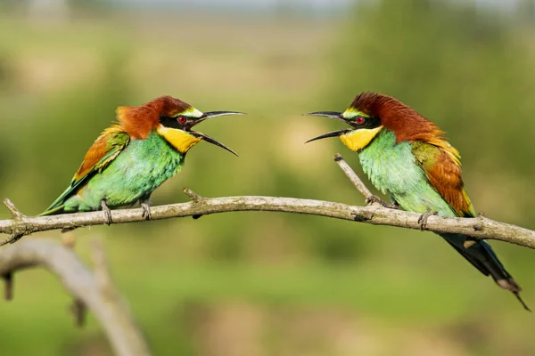 Bellissimi uccelli selvatici colorati si guardano — Foto Stock
