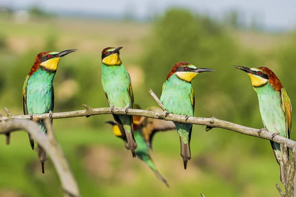 Bandada de aves silvestres coloridas sentadas en una rama —  Fotos de Stock