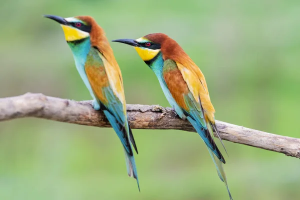 Par de pájaros salvajes de colores sentados en una rama —  Fotos de Stock