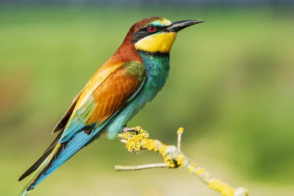 Oiseau sauvage avec plumage coloré lumineux assis sur une branche — Photo