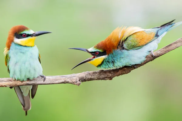 Aves silvestres coloridas en conflicto —  Fotos de Stock