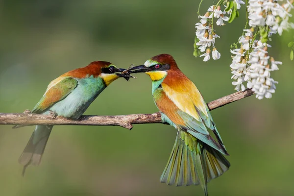 Aves selvagens durante o namoro na primavera — Fotografia de Stock