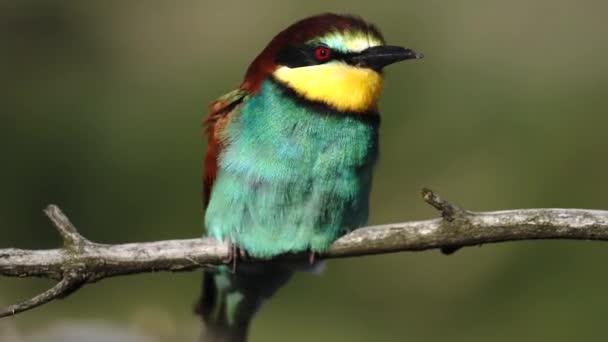 Schöner farbiger Vogel sitzt auf einem Ast — Stockvideo