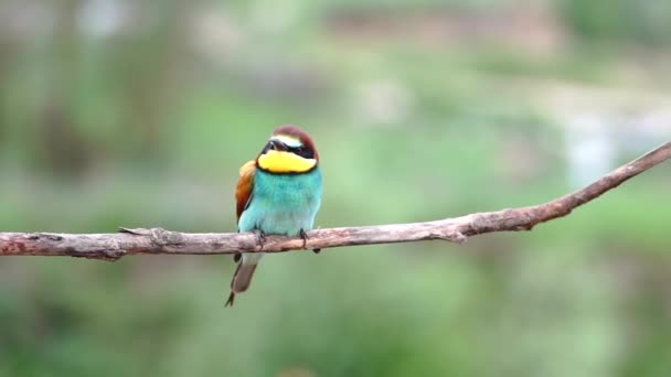 Beautiful colorful bird cleans feathers — Stock Video