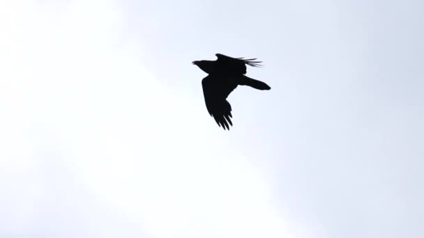 Black raven flies across the blue sky — Stock Video