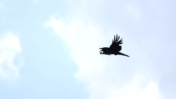 Cuervo vuela a través del cielo y grita — Vídeos de Stock