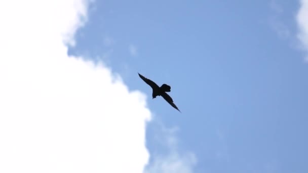 Corvo vola lentamente attraverso il cielo blu — Video Stock