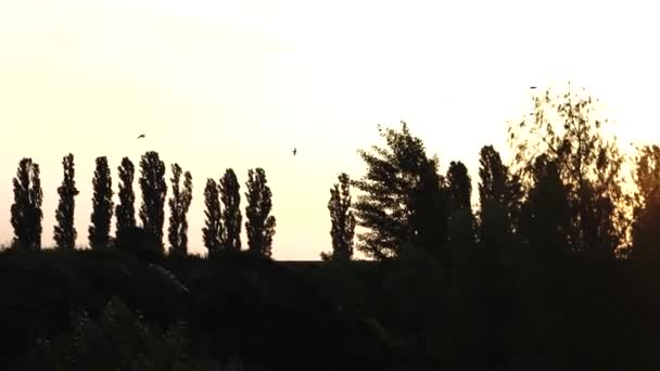 Sand Martins i gryningen flyger över träd — Stockvideo