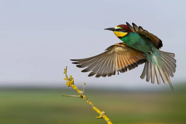 Gyönyörű színes madár gyorsan repül ülni egy ág — Stock Fotó