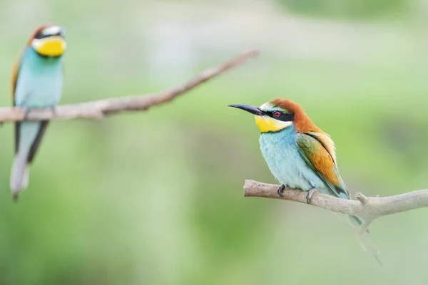 Coppia di uccelli svegli luminosi seduti sui rami — Foto Stock