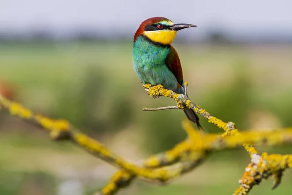 Bel oiseau coloré assis sur des branches lumineuses couvertes de mousse — Photo