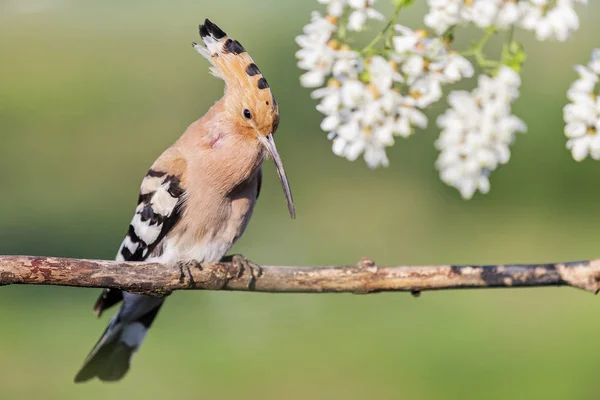 Wiedehopf singt in den Farben der Akazie — Stockfoto