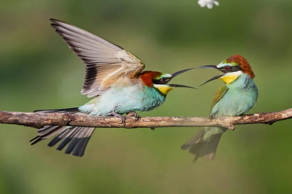 Juegos de primavera de aves de colores —  Fotos de Stock