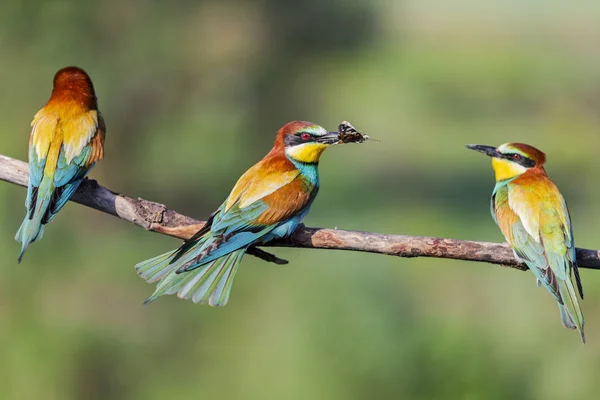 Selvatici uccelli colorati trio seduto su un ramo — Foto Stock