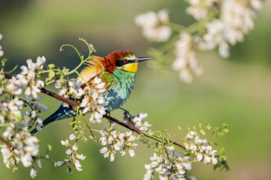 sevimli kuş akasya çiçekleri arasında oturur