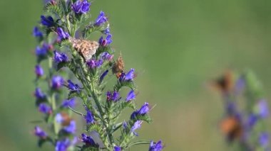 Vanessa cardui çiçek nektar içmek