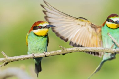 güzel renkli kuş ve kanat