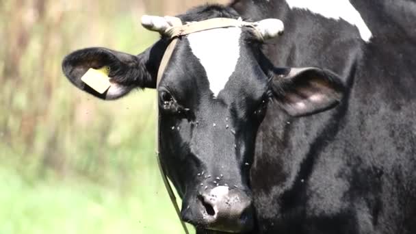 Vaca em um dia quente afasta as moscas — Vídeo de Stock