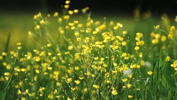 黄色の牧草地の色スローモーション — ストック動画