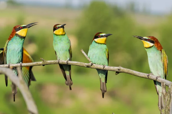 Vida exclusiva de aves selvagens coloridas — Fotografia de Stock