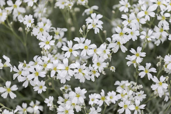 Delicate little white flowers in spring Stock Image