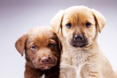 beyaz arka plan üzerinde iki sevimli yavru