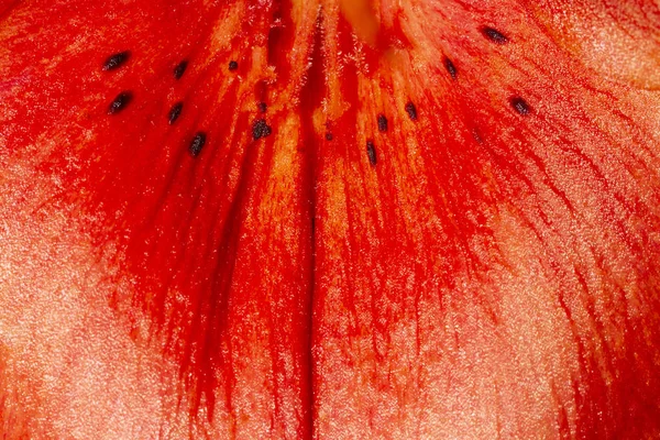 Textura natural de una flor de lirio rojo — Foto de Stock