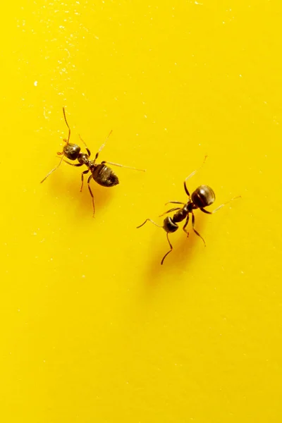 Deux fourmis sur fond jaune — Photo